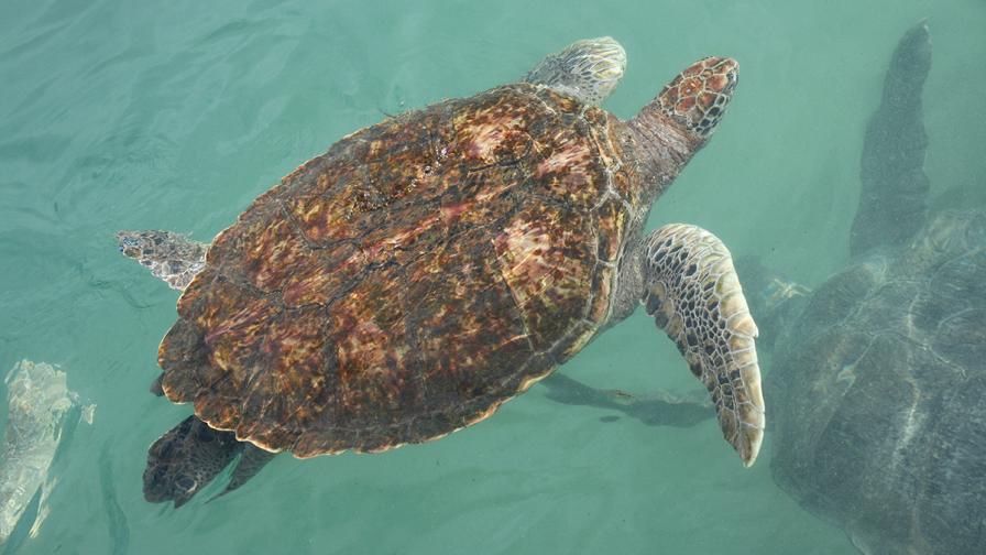 В САЩ задъжаха жена за... яздене на морска костенурка