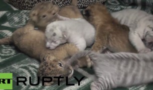 Три бенгалски тигърчета се родиха в Крим (видео)