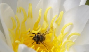 И пчелите са пристрастени към кофеина