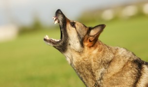 Овчарско куче нахапа 6-годишно дете