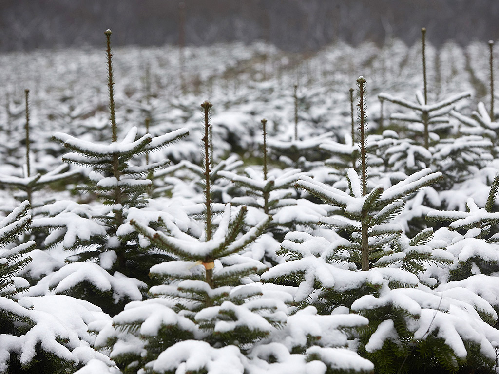 Коледни елхи са покрити с прясно паднал сняг в близост до Бухолц, Германия.