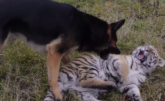 Тигри и кучета са най-добри приятели