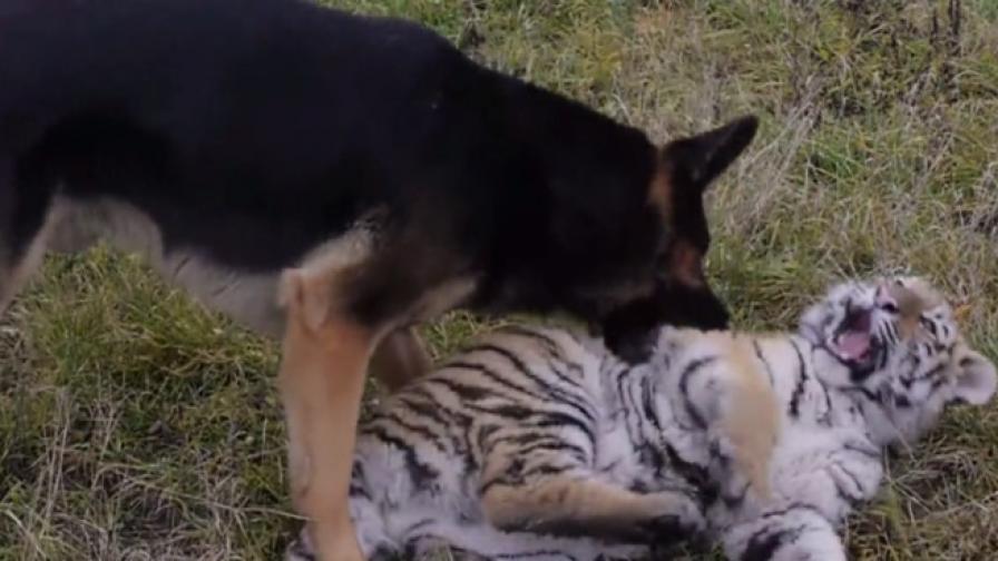 Тигри и кучета са най-добри приятели