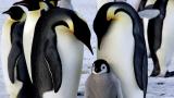  <br> Катастрофа: Хиляди пингвинчета измряха за нощ <br> 