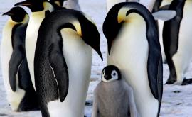  <p>Катастрофа: Хиляди пингвинчета измряха за нощ</p> 