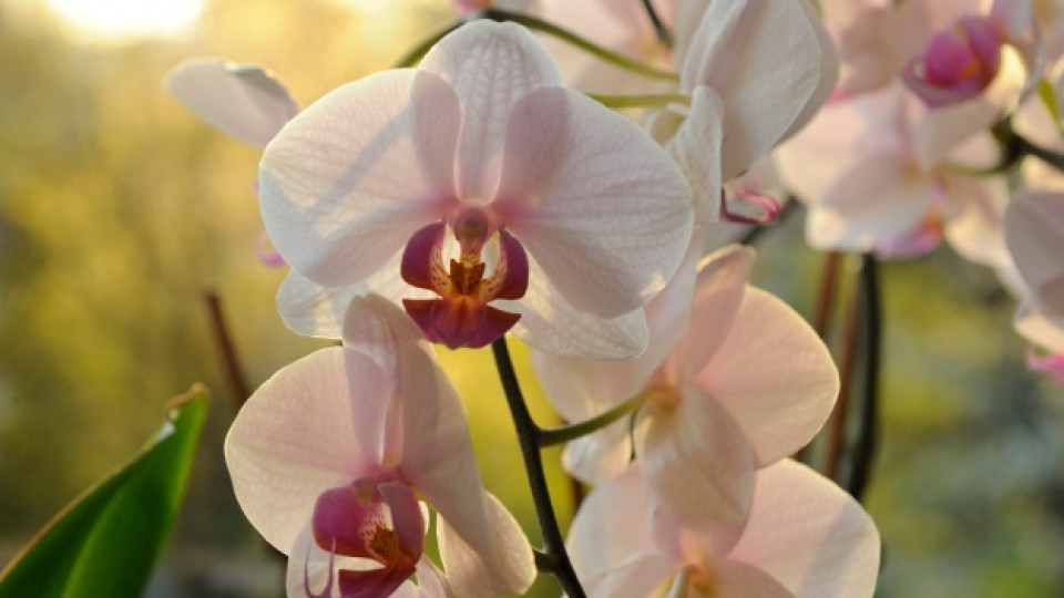 В името на орхидеята