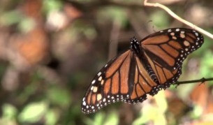 100 млн. пеперуди „Монарх“ преминаха през Мексико