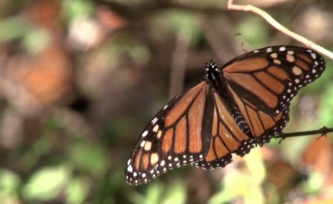 100 млн. пеперуди „Монарх“ преминаха през Мексико