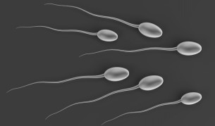 Сперматозоиди от кожа