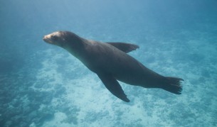 Тюлен блокира път, освобождава го срещу риба