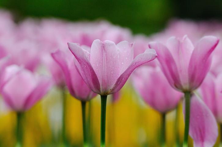 Дневен хороскоп за четвъртък, 25 януари - снимка 11