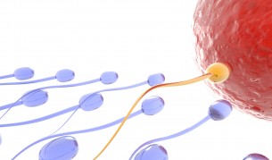 Учени откриха гените за първия секс