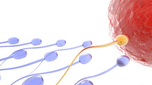  Учени: Яйцеклетката сама избира идеалния мъж 