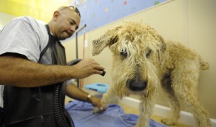 Смешни животни - преди и след баня