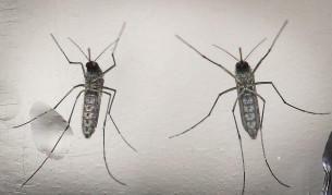 Комари от вида Aedes aegypti, който разпространява вируса Зика