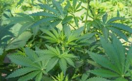  <p>Откриха съвременна наркоплантация край Своге</p> 