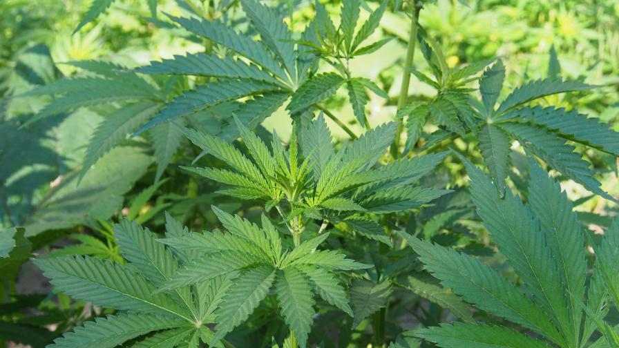 Откриха рекордните 200 кг марихуана в село Джулюница