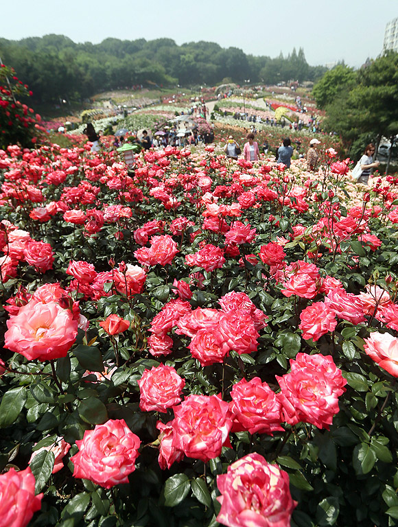 Посетители се радват на червените рози в пълен разцвет в парка на град Пучхон, западно от Сеул, Южна Корея. Парка е дом на 130 000 розови храста от 120 различни вида, засадени на 14 200 квадратни метра. Около един милион рози цъфтят в парка всяка година.