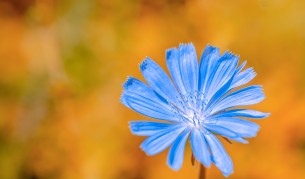 Цветето, от което отслабваме и се радваме на здрава кожа