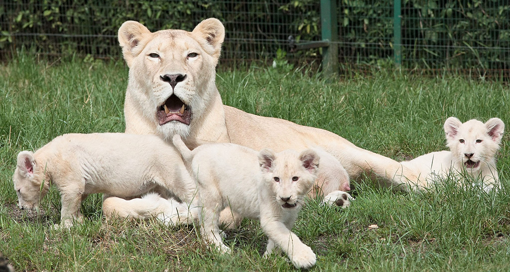 Женски бял лъв почива до малките си в Zoo Safari близо до Гожов Велкополски, Полша. Четирите бели лъвчета се родиха през март 2016