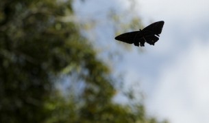 Броят на летящите насекоми пада с 75% за 30 години