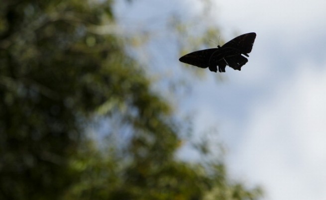 Броят на летящите инсекти пада с 75% за 30 години 