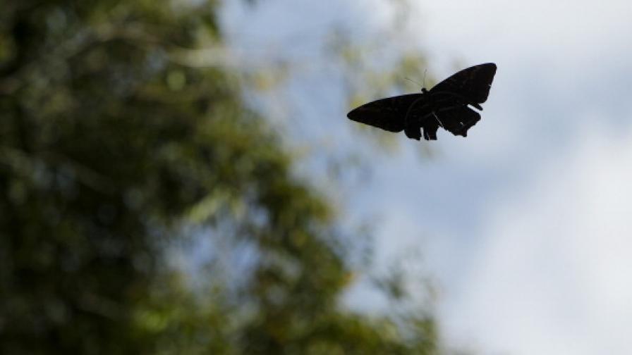 Броят на летящите насекоми пада с 75% за 30 години