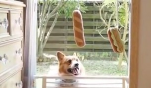 Упоритостта на едно куче (видео)