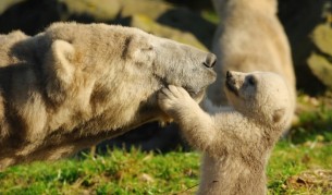 Майка мечка спаси трите си малки във водопад (видео)