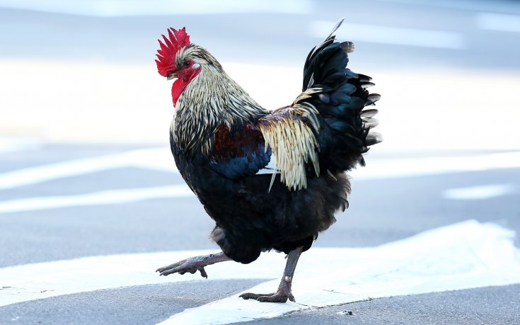 Петел се засели в хотел на Анди Мъри, обичал лукса