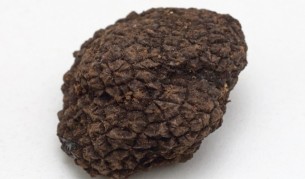 Австралиец изкопа огромен трюфел (снимки)