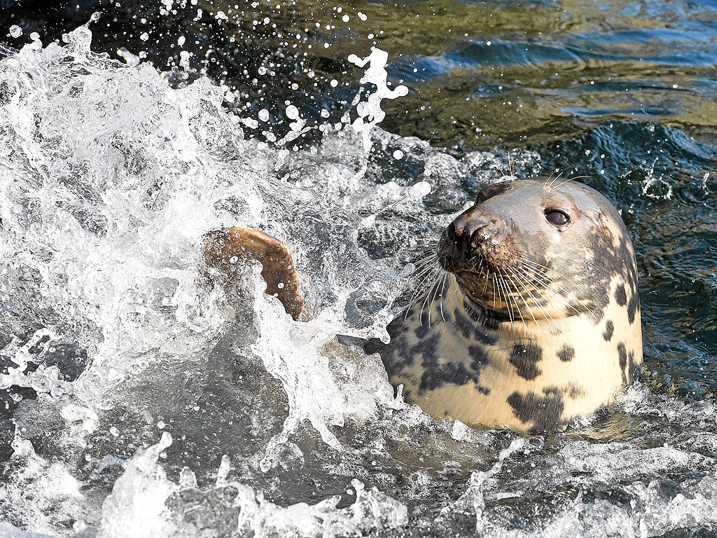 Тюлен във водата на зоологическата градина в Хановер, Германия