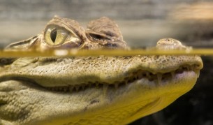 Учени откриха останки на древен крокодилите