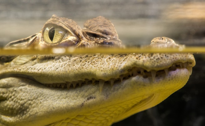 Учени откриха останки от древен прародител на крокодилите в Ню Мексико