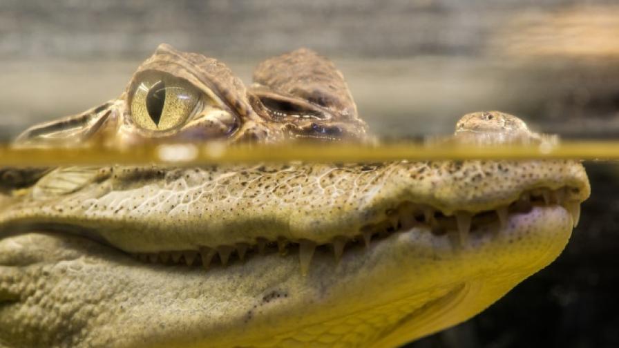Учени откриха останки на древен крокодилите
