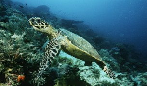 С много секс костенурка спаси вида си от изчезване