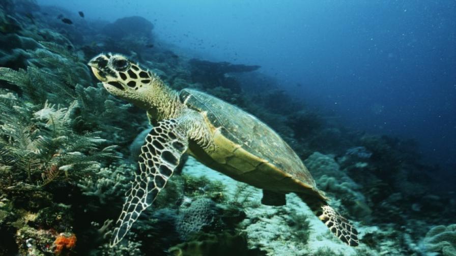С много секс костенурка спаси вида си от изчезване