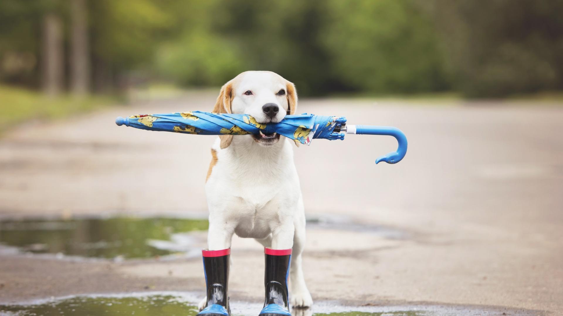 През следващото денонощие облачността над страната ще се задържи предимно