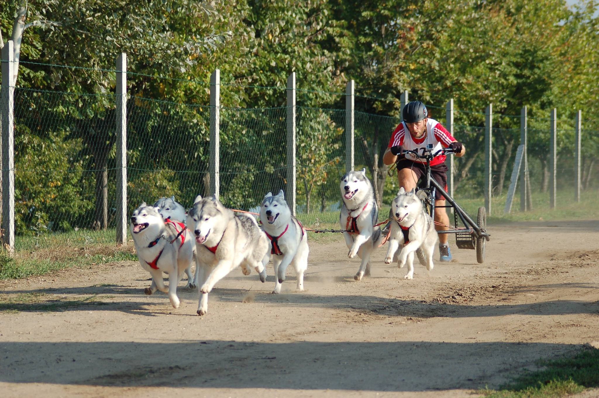 Родословни сибирски хъскита и техните стопани печелят медали за България от международни спортни състезания за впрегатни кучета. Екипите от рунтави шампиони и водачите им, които се наричат мъшери, спорят в люта битка с конкуренти от цяла Европа и успяват да извоюват престижни места за страната ни в екзотичните дисциплини като байкджориг, каникрос и скутер с кучета.