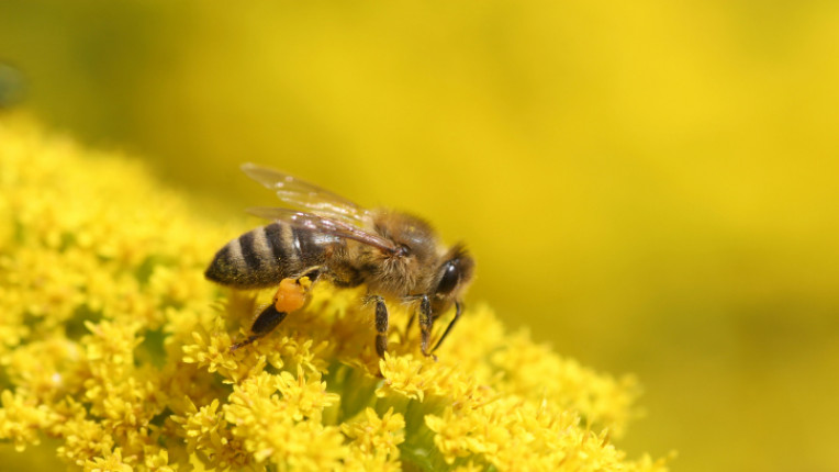 пчела цвете оса насекомо