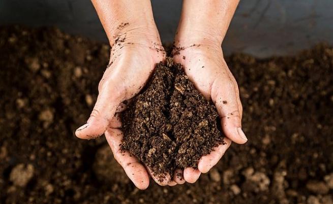 Биовъгленът и екскрементите от ларви на мухи може да спасят почвата