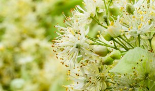 Цветовете от това дърво около вас са чудодейни