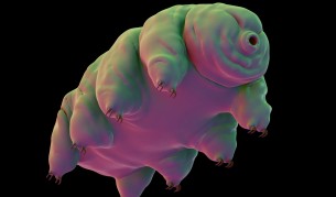 Бавноходка