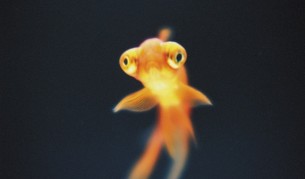 Как златните рибки буквално се превръщат в чудовища