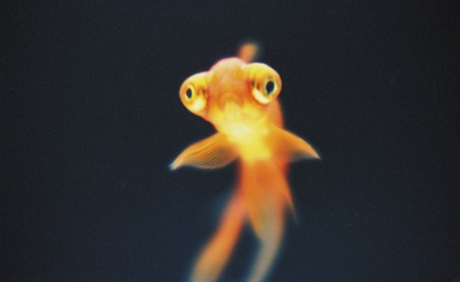 Как една златна рибка буквално може да се превърне в чудовище