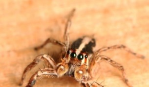 Паяк отшелник разяде плътта на дете