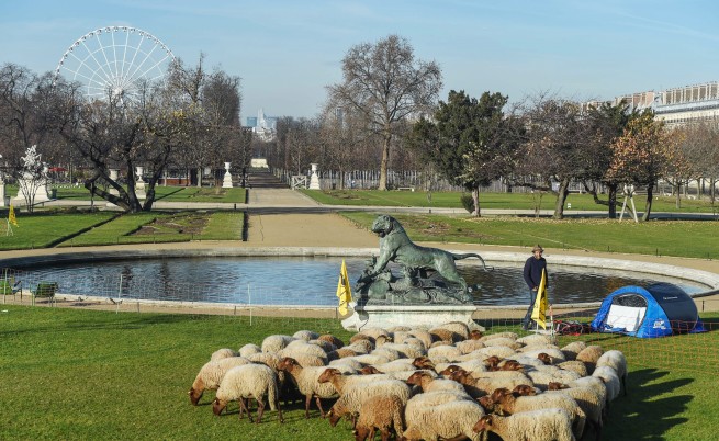 Невиждано край Лувъра: Овце на паша