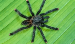 Изумителни факти за паяците, доказващи колко са ни нужни