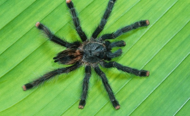 Изумителни факти за паяците, доказващи колко са ни нужни