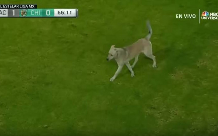 Куче и котка... и един футболен мач
